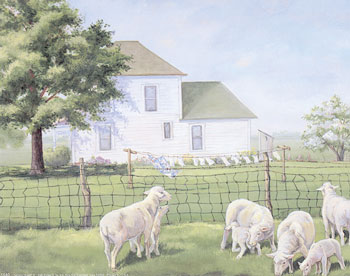 Spring Sheep